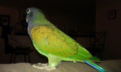 Lets see those pets!!! (NWR)