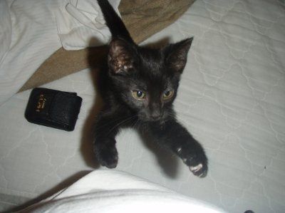 Show off your furbabies!