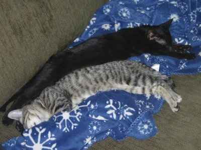 Show off your furbabies!