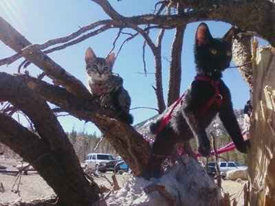 Show off your furbabies!