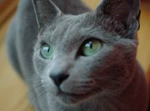 NWR: Cats!
