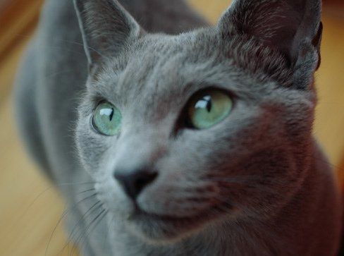 NWR: Cats!