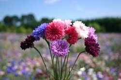 FLOWERS! Who is going to do DIY?