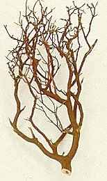 Manzanita Tree Centerpiece?
