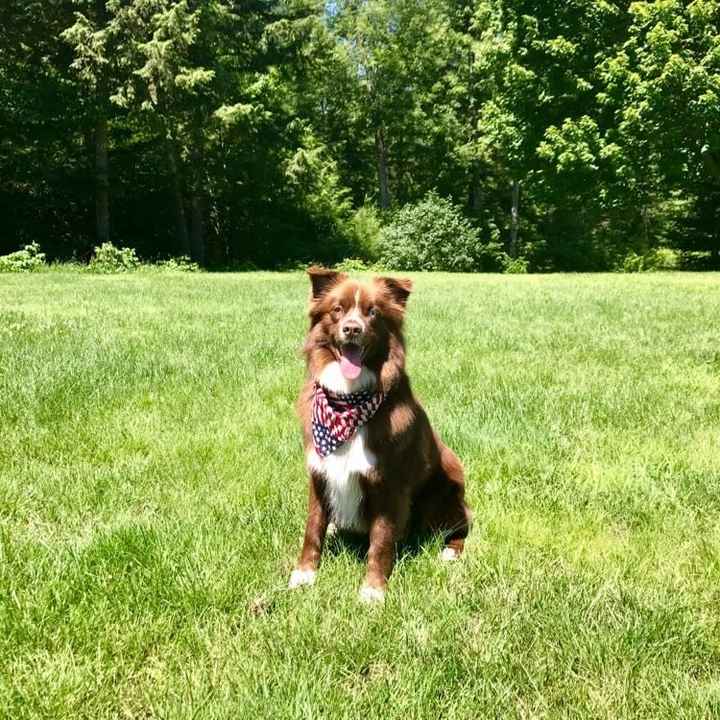 Furbabies?(non wedding post)