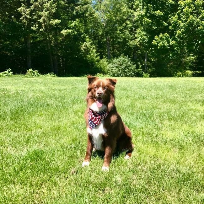 Furbabies?(non wedding post)