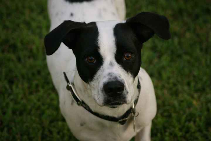 Need cheering up. Show me your puppies!