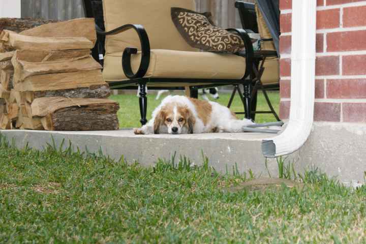 Need cheering up. Show me your puppies!