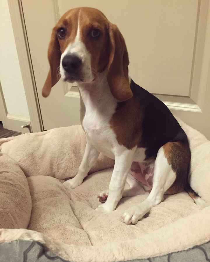 Nwr i get my puppy on Saturday