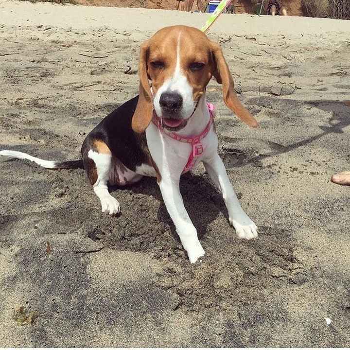 Show off your fur babies!