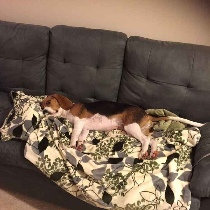 NWR- Does anybody want a dog?