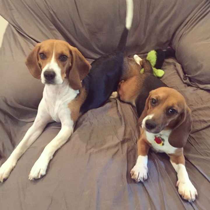 NWR: Puppy Friday!!