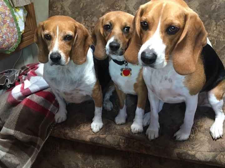 NWR: Shameless pet post!