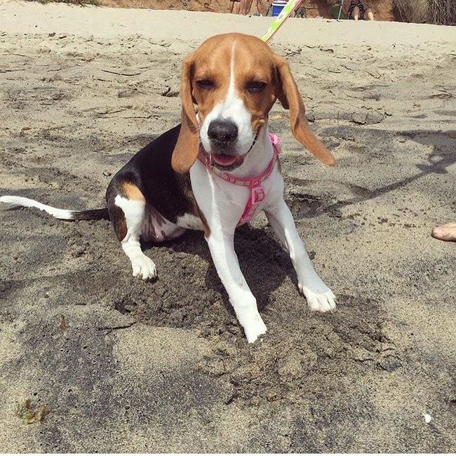NWR: Show off your furbabies!