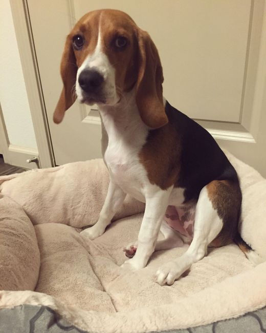 Nwr i get my puppy on Saturday