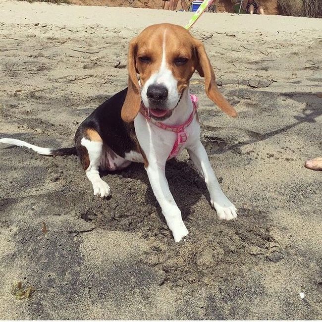 Show off your fur babies!