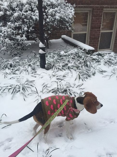 Snow puppies