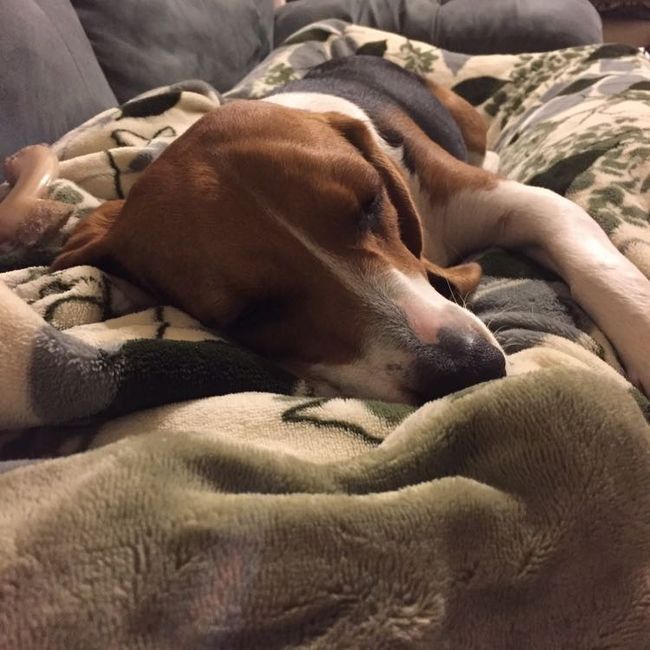 NWR: dog or no dog? Advice please