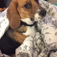 Update-Cruelty Free foundation