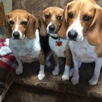 NWR: Shameless pet post!