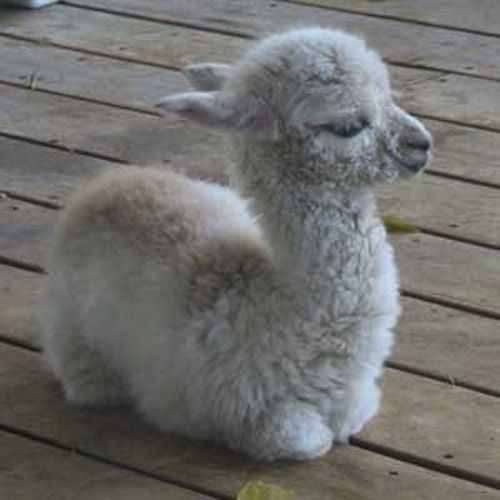 The alpaca thread is gone