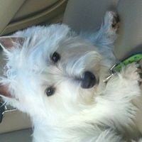 NWR: What kind of dog do you have?
