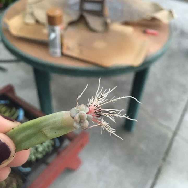 Anyone been to or had a wedding with succulent favors?