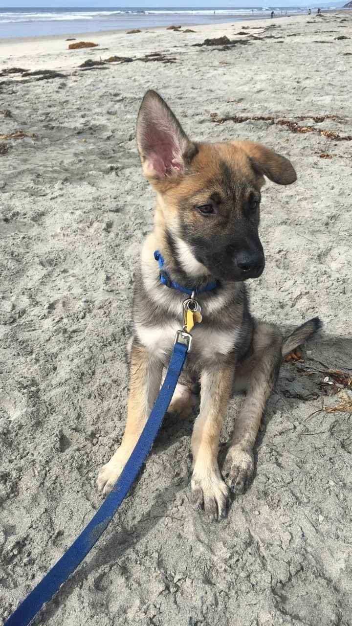 NWR: we got another dog!