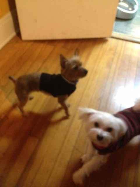 #petlife - pet memes & furbaby pictures!