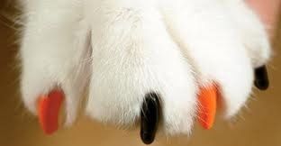 NWR" Cat owners- scratching problem!