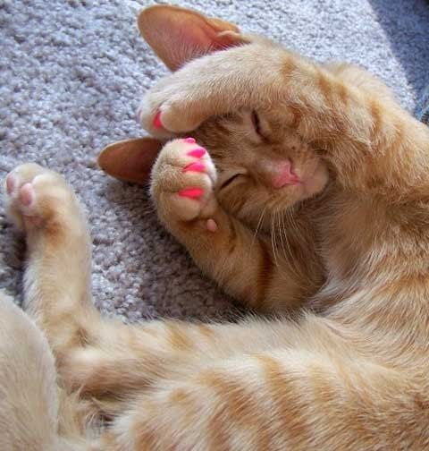 NWR" Cat owners- scratching problem!
