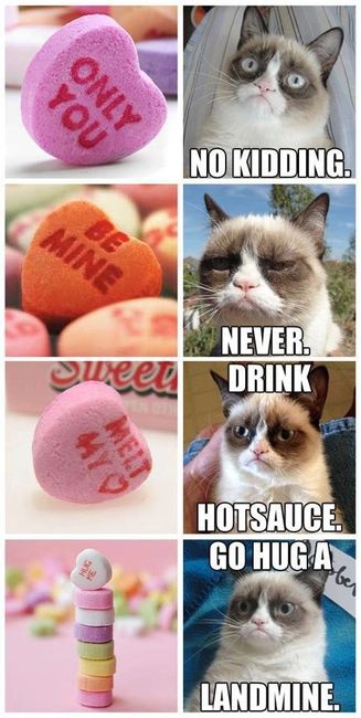 LOL pets!!! Cats and Dogs welcome!