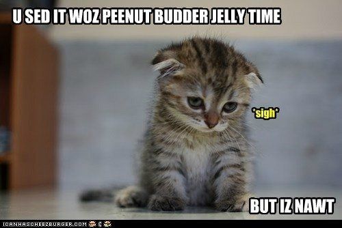 LOL pets!!! Cats and Dogs welcome!
