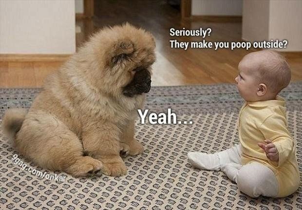 LOL pets!!! Cats and Dogs welcome!