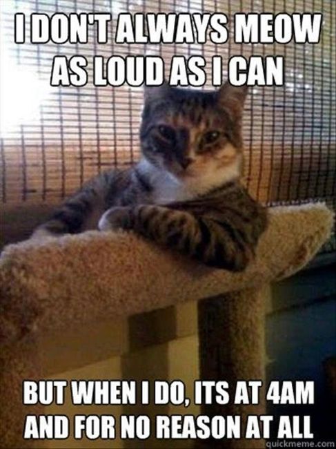 LOL pets!!! Cats and Dogs welcome!