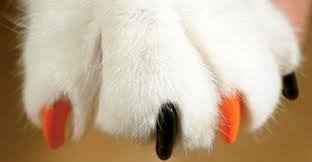 NWR" Cat owners- scratching problem!