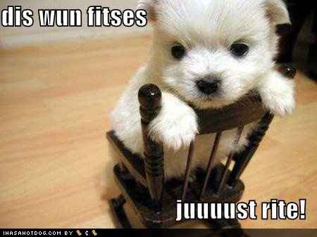 LOL pets!!! Cats and Dogs welcome!