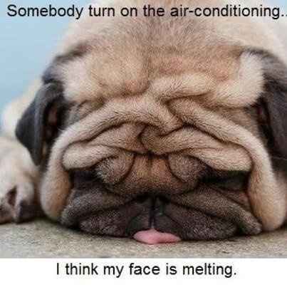 LOL pets!!! Cats and Dogs welcome!