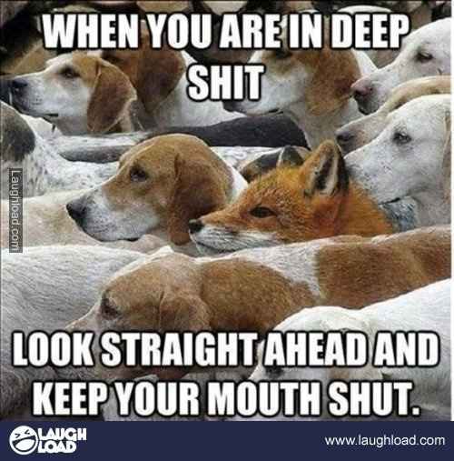 LOL pets!!! Cats and Dogs welcome!