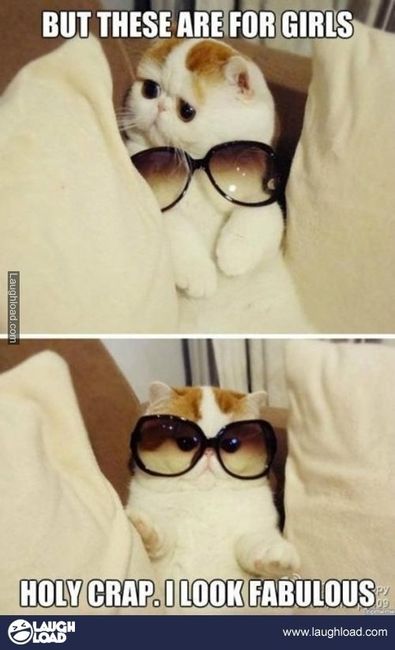 LOL pets!!! Cats and Dogs welcome!