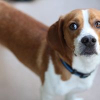 Lets see those puppies that we share with our FHs!