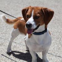 Lets see those puppies that we share with our FHs!