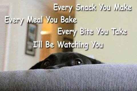 Because we could use a laugh today ...