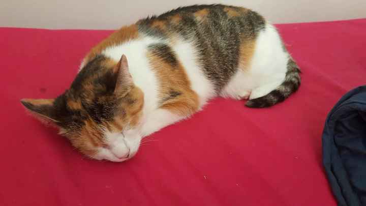 Show my your kitties!