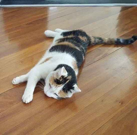 Show my your kitties!