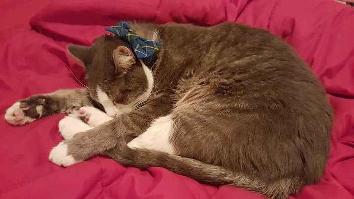 Postponing the wedding