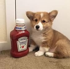 Cutest Thing You'll See All Day