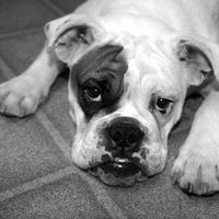 Show off your furbabies!