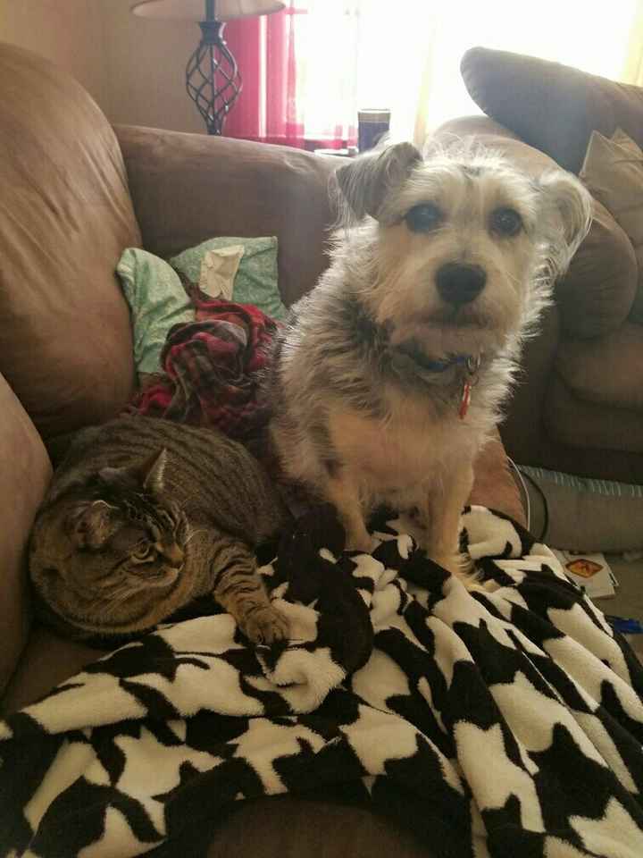 Let me see those fur babies!