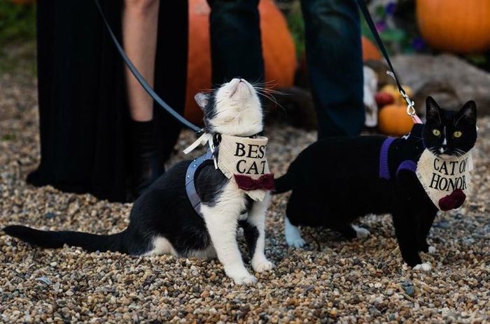 NWR: Show me your fur babies